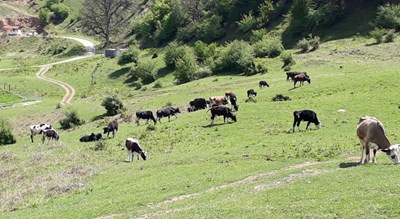  روستای میانا شهرستان مازندران استان ساری