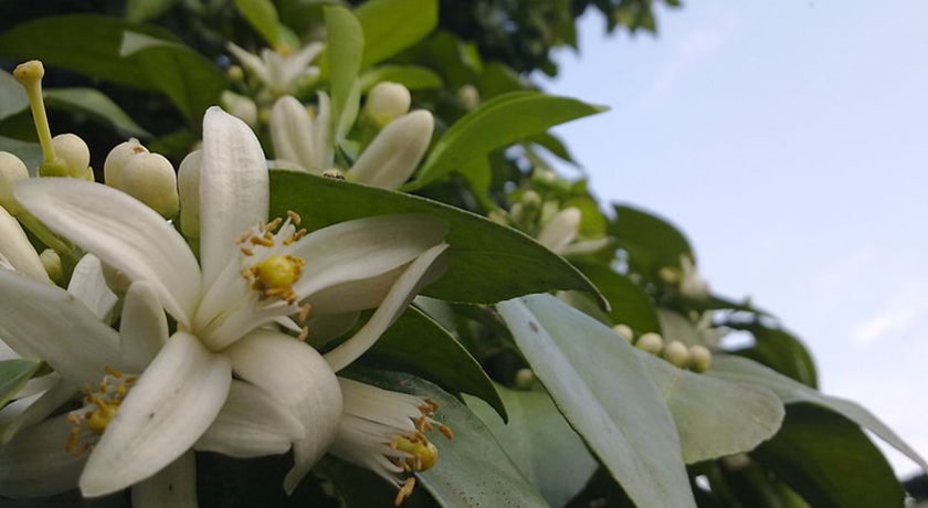  روستای آهو دشت شهرستان مازندران استان ساری