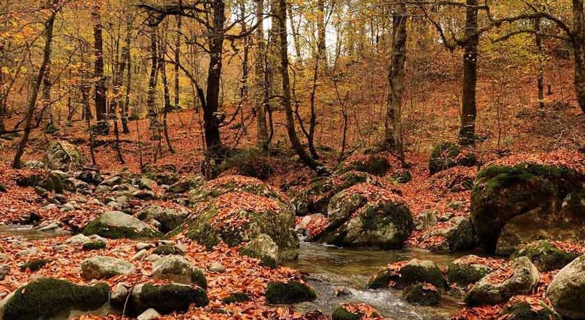  جنگل سنگده شهرستان مازندران استان ساری
