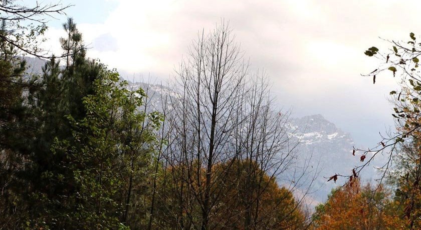 جنگل سنگده -  شهر ساری