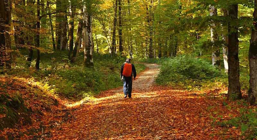  جنگل سنگده شهرستان مازندران استان ساری