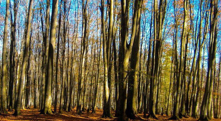  جنگل سنگده شهرستان مازندران استان ساری