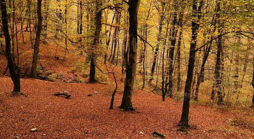  جنگل سنگده شهرستان مازندران استان ساری