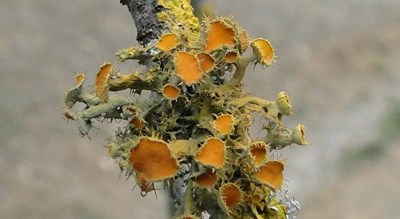  موزه گلسنگ شهرستان تهران استان تهران