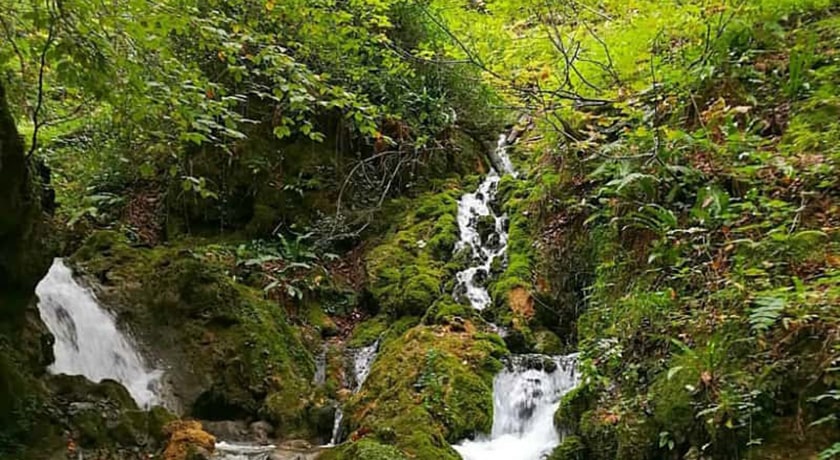  جنگل بولا شهرستان مازندران استان ساری