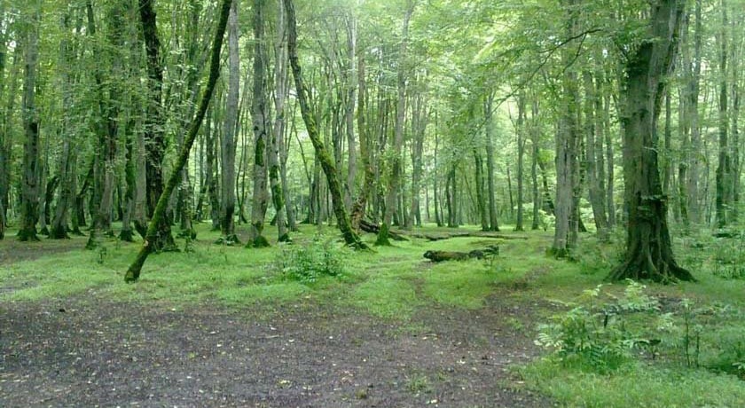 پارک جنگلی کشپل -  شهر نور