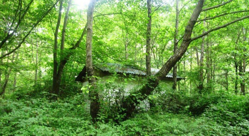  پارک جنگلی کشپل شهرستان مازندران استان نور