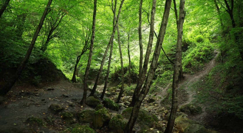 پارک جنگلی کشپل -  شهر نور