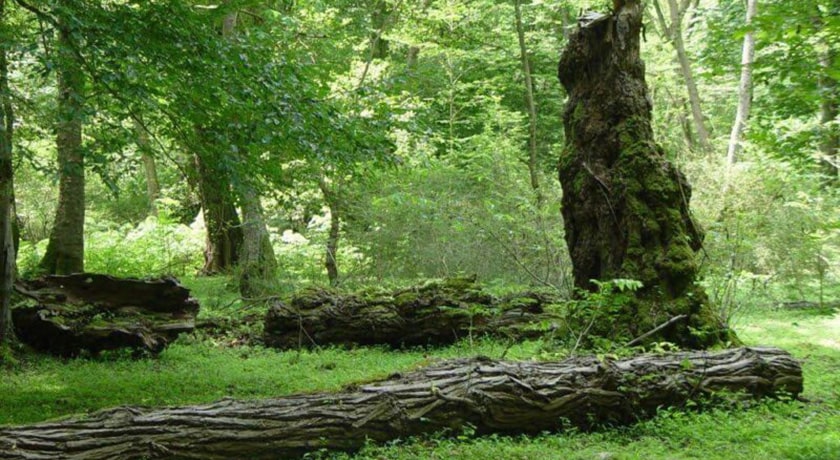 پارک جنگلی کشپل -  شهر نور