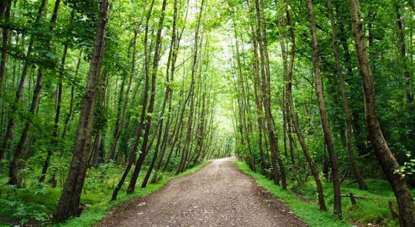  پارک جنگلی کشپل شهرستان مازندران استان نور