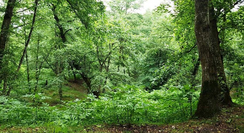 منطقه بند پی -  شهر مازندران