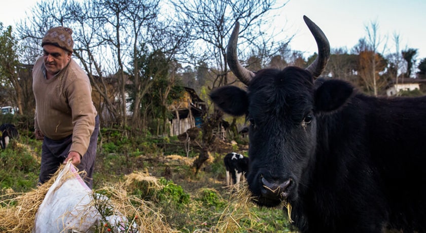  روستای اسبوکلا شهرستان مازندران استان ساری