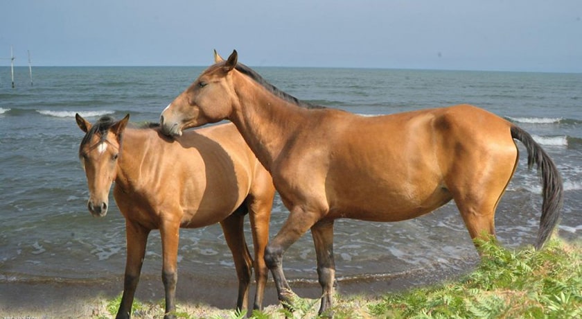  روستای فرح آباد شهرستان مازندران استان ساری