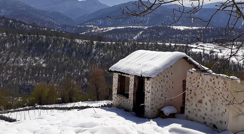 جنگل لاجیم -  شهر شیرگاه