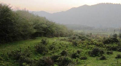جنگل لاجیم -  شهر شیرگاه