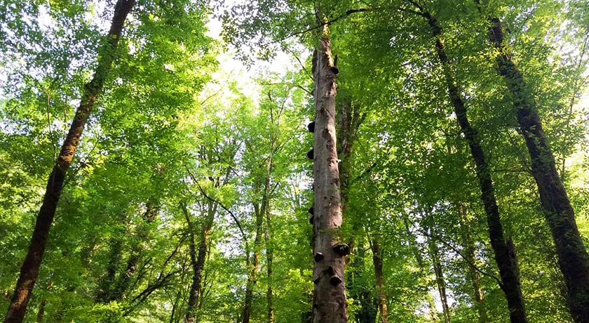 جنگل نارنجلو -  شهر بابل