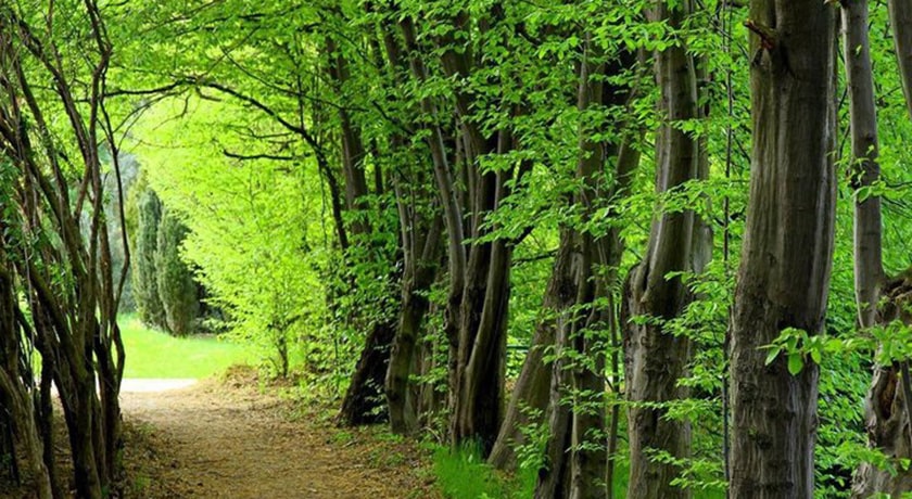  جنگل نارنجلو شهرستان مازندران استان بابل