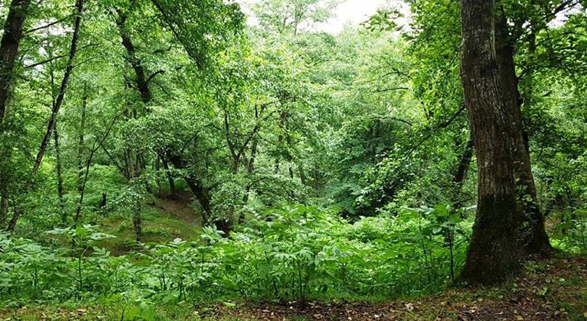 جنگل نارنجلو -  شهر بابل