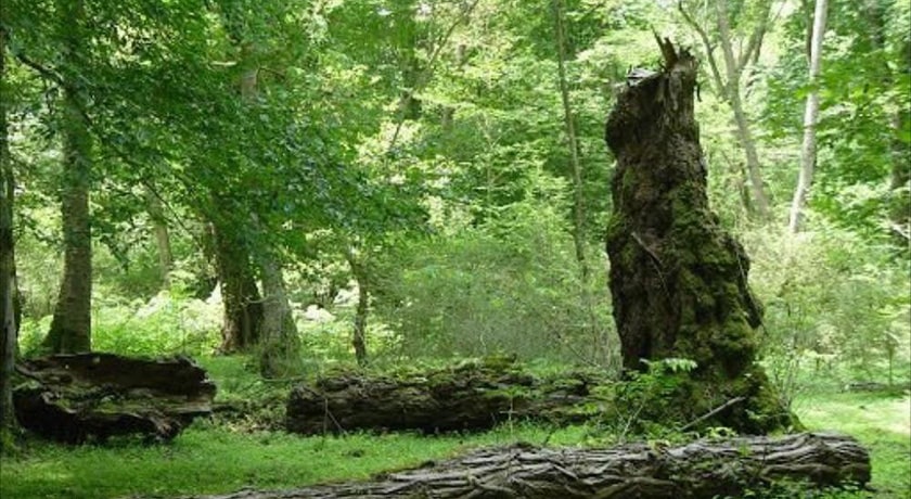  پارک جنگلی تشبندان شهرستان مازندران استان محمود آباد	
