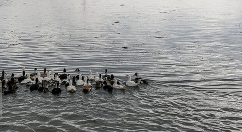 تالاب سرخ رود -  شهر محمود آباد	