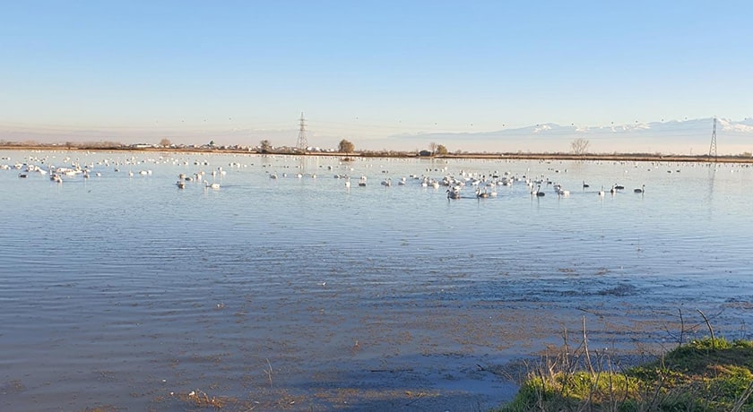  تالاب سرخ رود شهرستان مازندران استان محمود آباد	