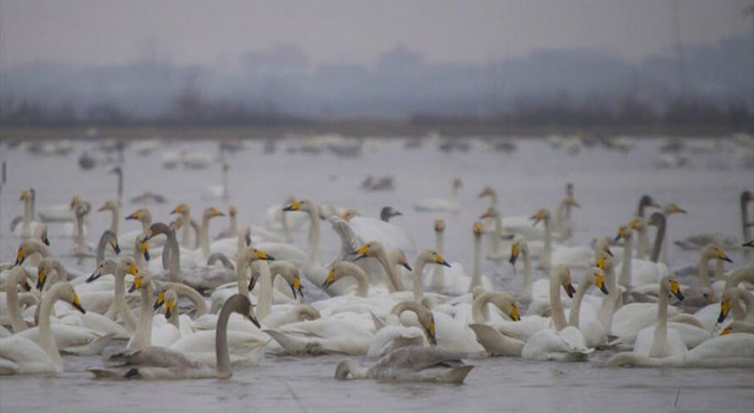 تالاب سرخ رود -  شهر محمود آباد	