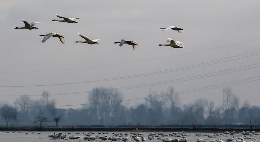 تالاب سرخ رود -  شهر محمود آباد	