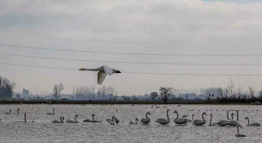 تالاب سرخ رود -  شهر محمود آباد	
