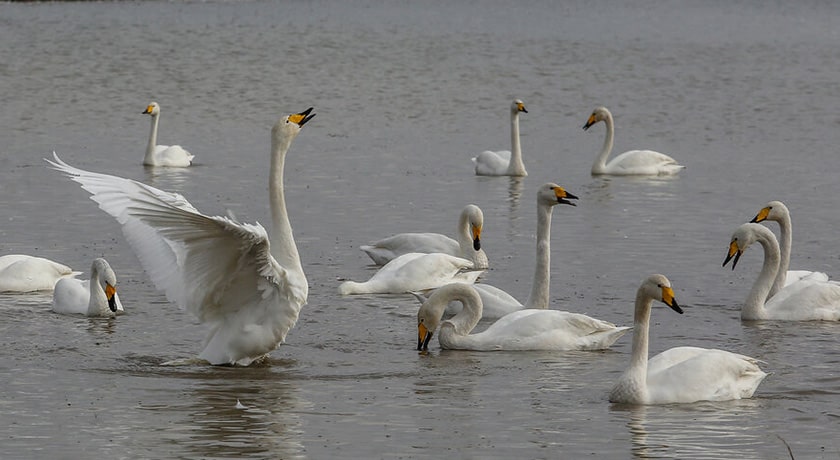 تالاب سرخ رود -  شهر محمود آباد	