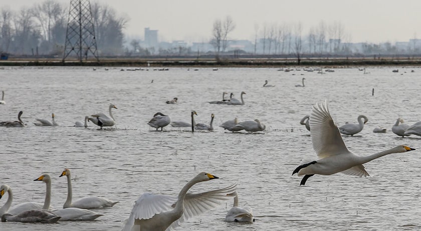 تالاب سرخ رود -  شهر محمود آباد	