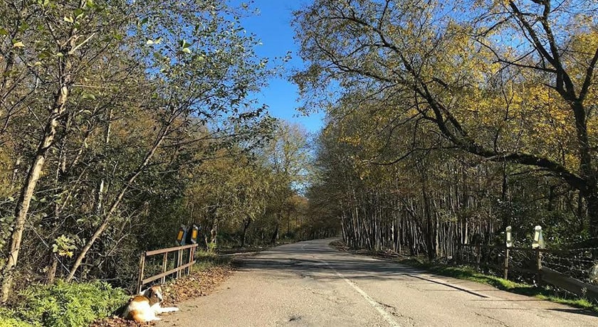 جنگل بونده -  شهر محمود آباد	