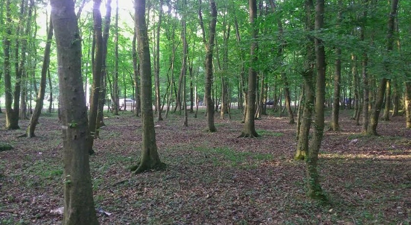 جنگل بونده -  شهر محمود آباد	