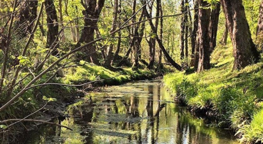  جنگل بونده شهرستان مازندران استان محمود آباد	