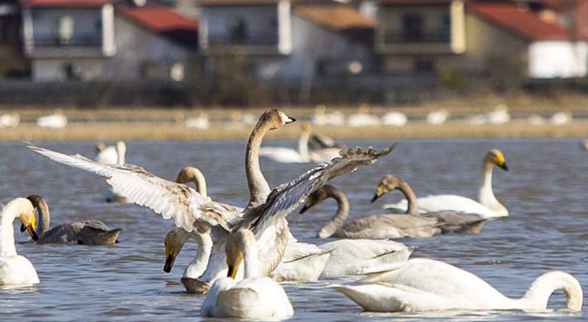 ساحل سرخرود -  شهر محمود آباد	
