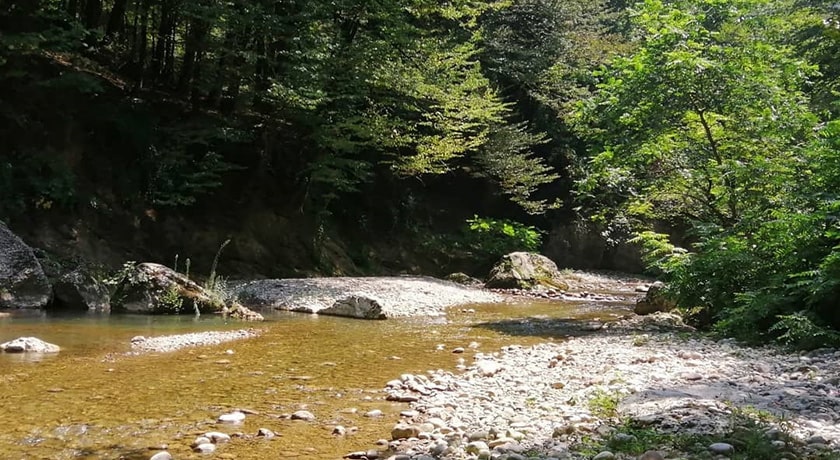 نارنج بن شیرگاه -  شهر مازندران
