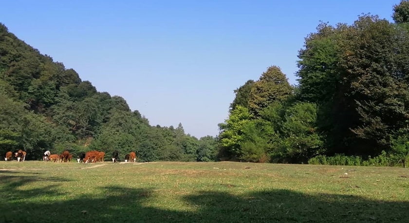 نارنج بن شیرگاه -  شهر شیرگاه