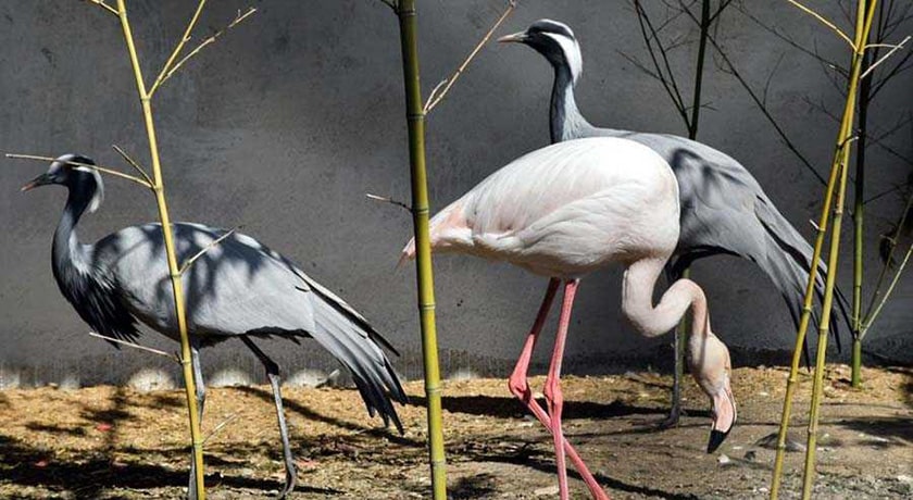 باغ پرندگان آستارا -  شهر آستارا