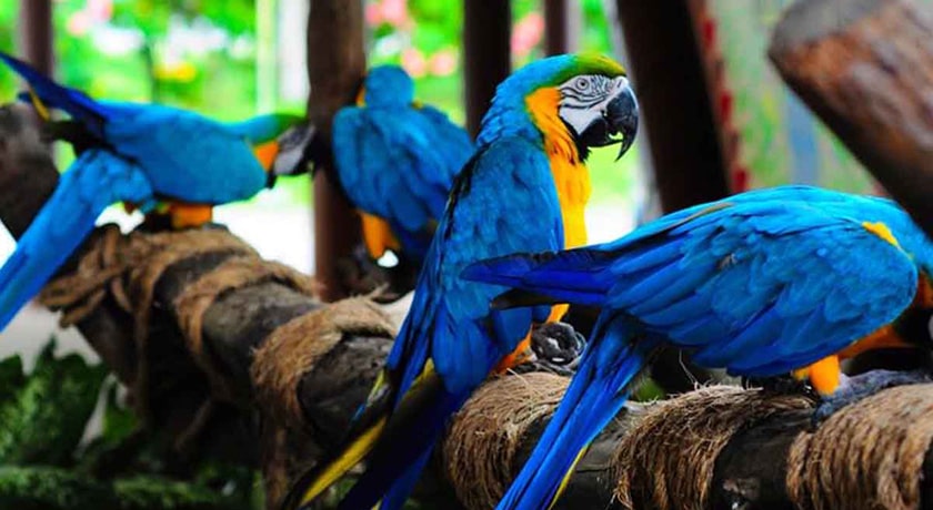 باغ پرندگان آستارا -  شهر آستارا