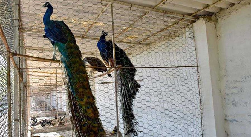 باغ پرندگان آستارا -  شهر آستارا