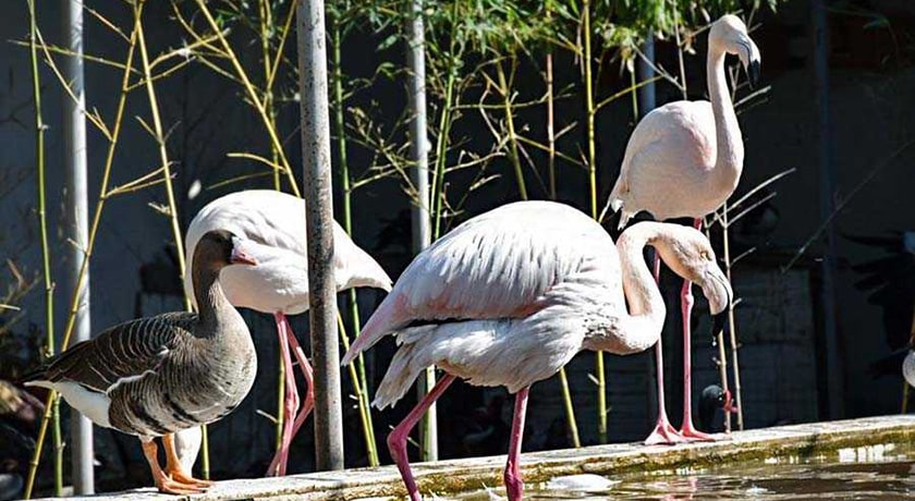 باغ پرندگان آستارا -  شهر آستارا