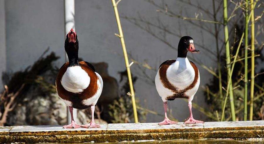 باغ پرندگان آستارا -  شهر آستارا