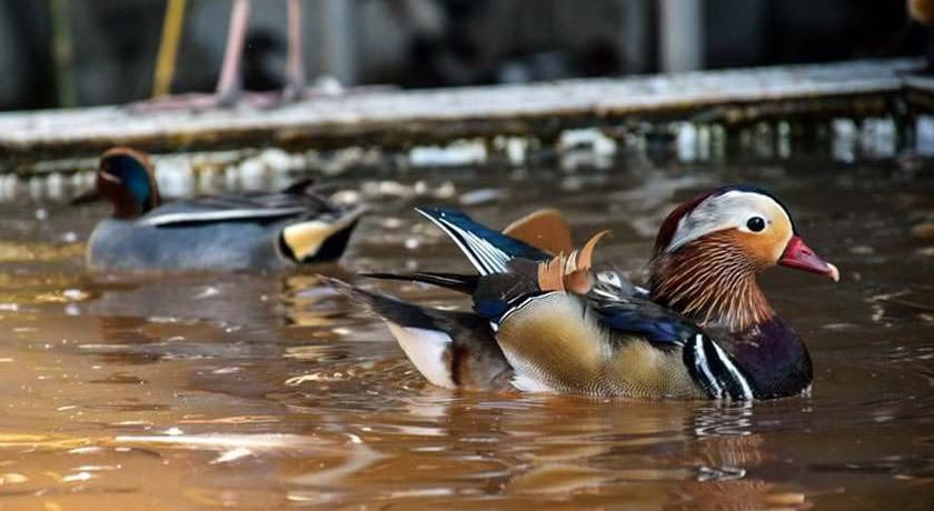 باغ پرندگان آستارا -  شهر آستارا