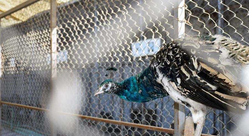 باغ پرندگان آستارا -  شهر آستارا