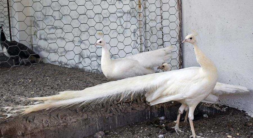 باغ پرندگان آستارا -  شهر آستارا