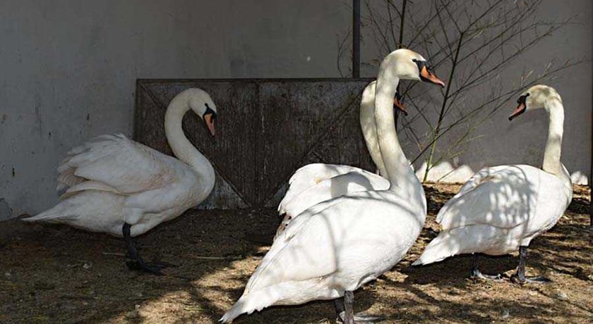  باغ پرندگان آستارا شهر گیلان استان آستارا