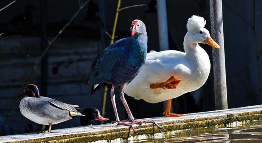 باغ پرندگان آستارا -  شهر آستارا