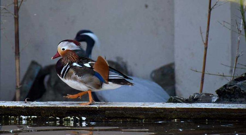 باغ پرندگان آستارا -  شهر آستارا