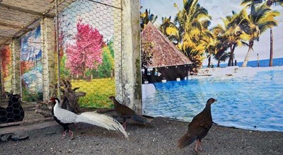 باغ پرندگان آستارا -  شهر آستارا