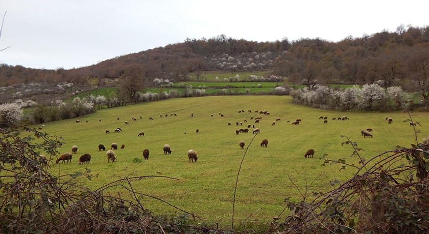 روستای مولا -  شهر ساری