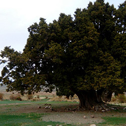 درخت ارس شهرستانک